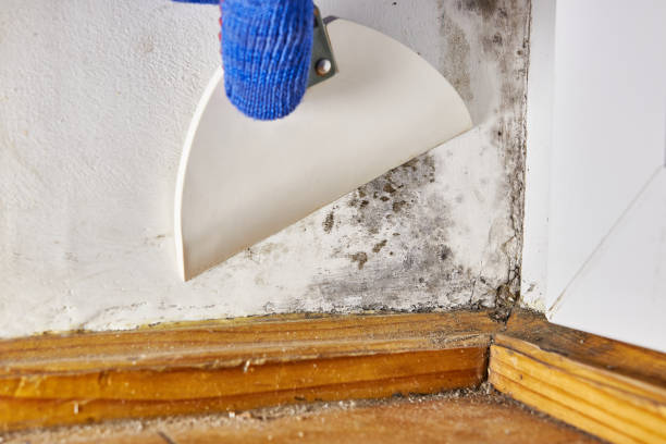 Best HVAC Mold Inspection and Cleaning  in St Anne, IL